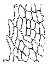 Tayloria callophylla, upper laminal cells at margin. Drawn from J.E. Beever 23-23, CHR 104712.
 Image: R.C. Wagstaff © Landcare Research 2015 